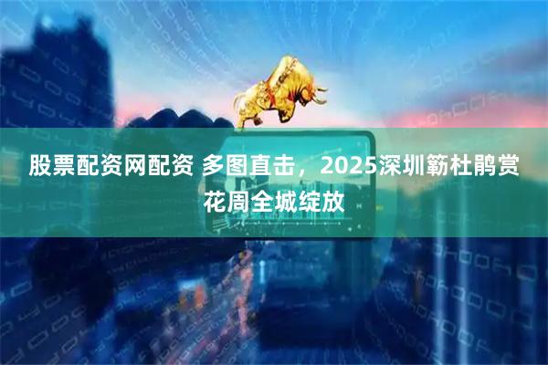 股票配资网配资 多图直击，2025深圳簕杜鹃赏花周全城绽放